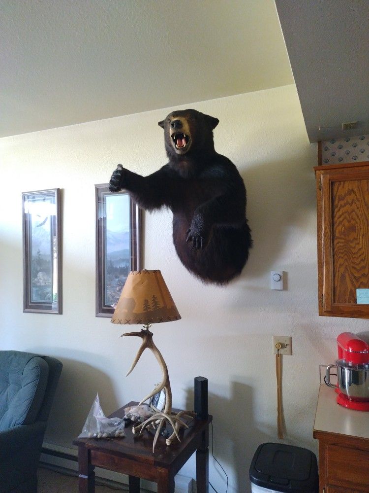 Massive Black Bear Half Body Mount