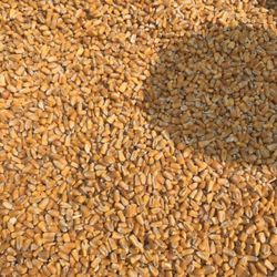 Whole Corn Maíz 
