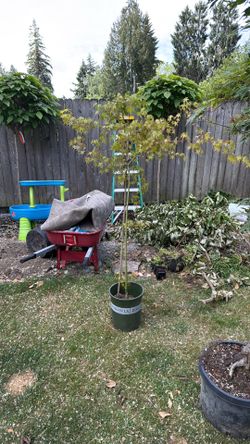 Green Japanese Maple