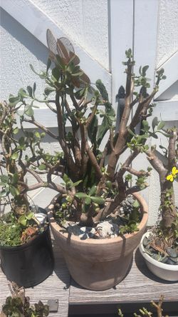 Large bonsai style jade plant