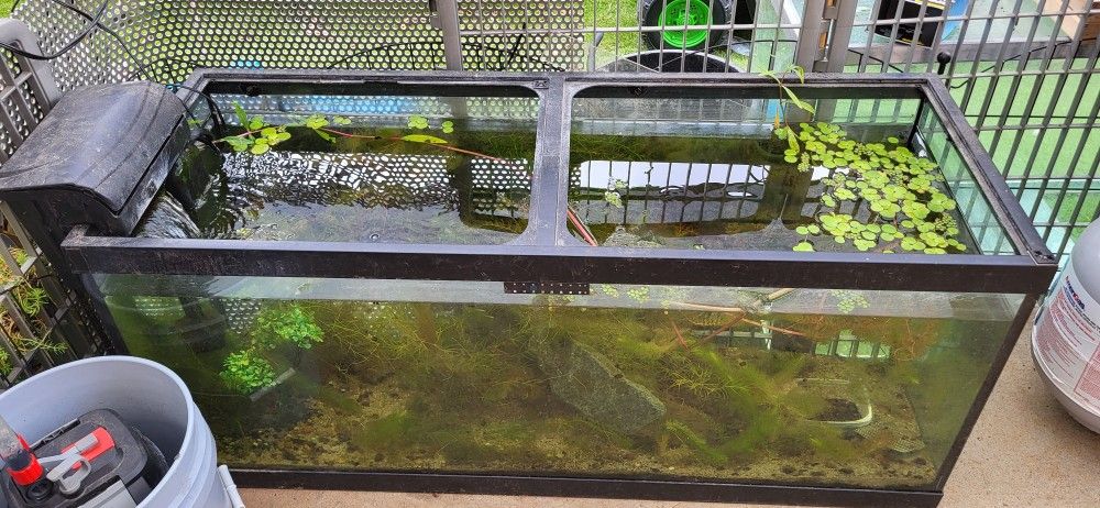 75 Gallon Breeding Aquarium