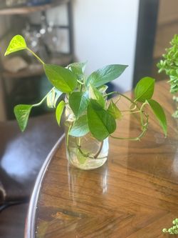 Lush Golden Pothos Bundle with Roots in Glass Mason Jar