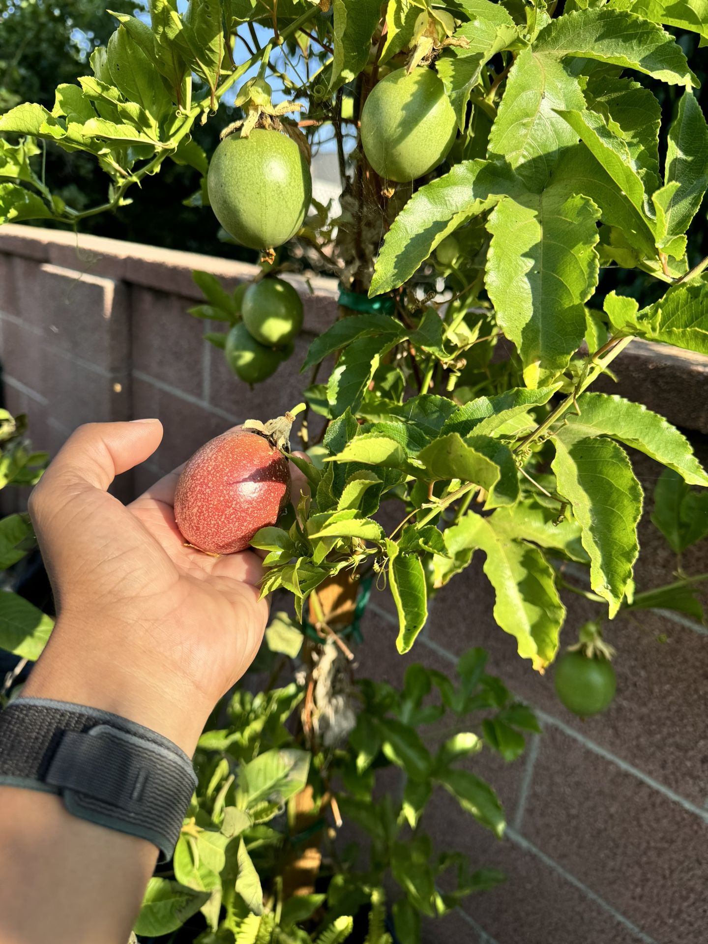 🌿🌸 Elevate Your Garden with a Majestic Passion Fruit Vine! 🌸🌿 Ask about delivery and landscaping options Transform your outdoor space into a lus