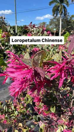 🌸 Plant: Pink Hibiscus