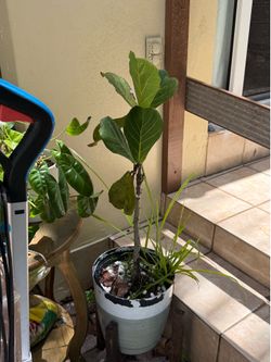 Fiddle fig needing care to be rehabilitated