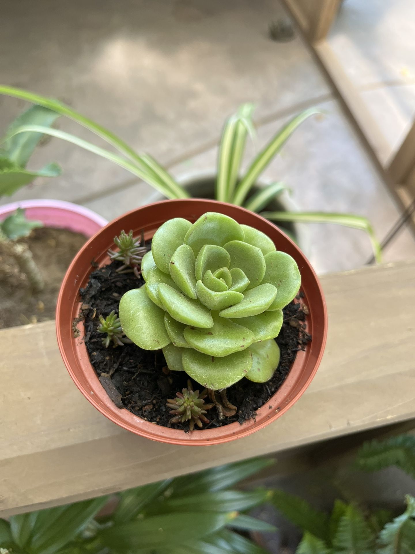 Plant