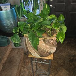 Pothos Plant In 12in Pot With Glazed Stones 