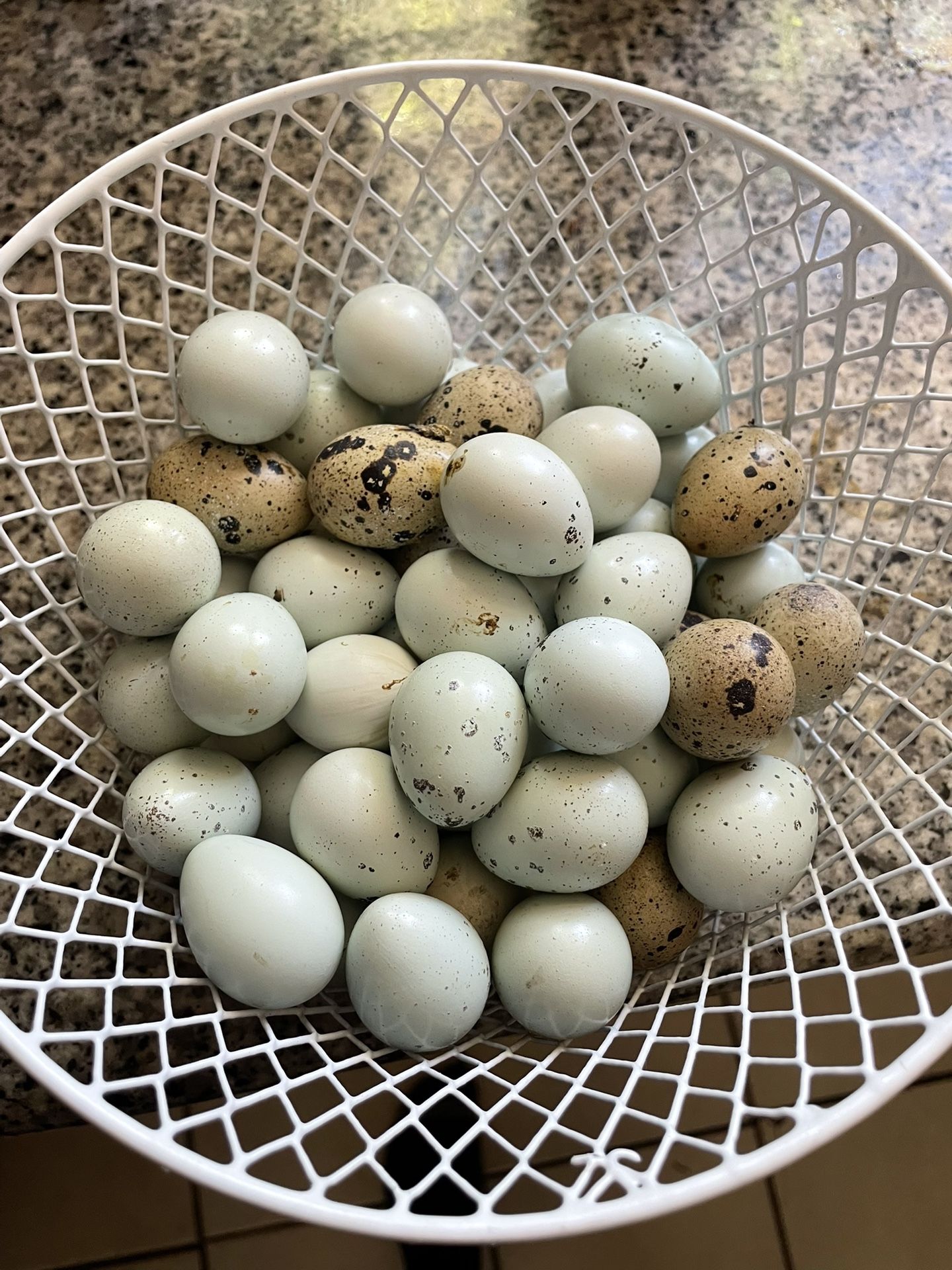 Celadon Quail Eggs  