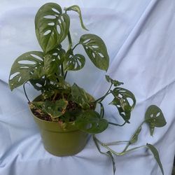 HERMOSAS PLANTAS NATURALES “SWEET CHEESE PLANT “