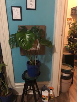 Swiss cheese plant
