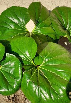 Exotic Leopard Plant