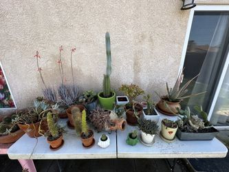 PLANTS / POTS OBO SEE DESCRIPTION FOR PRICES