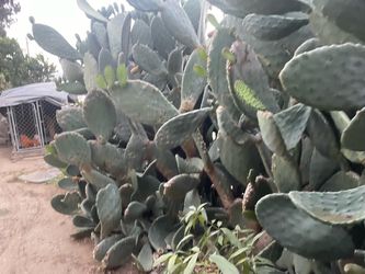 Free Cactus Plants  in hollister  ca