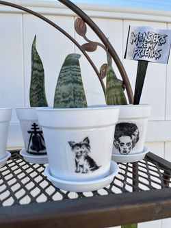 Snake Plant In Graphic Pot ( Will Do Requested Graphic)