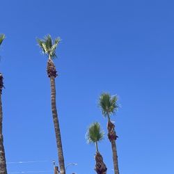 palms
