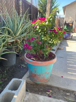Bougainvillea