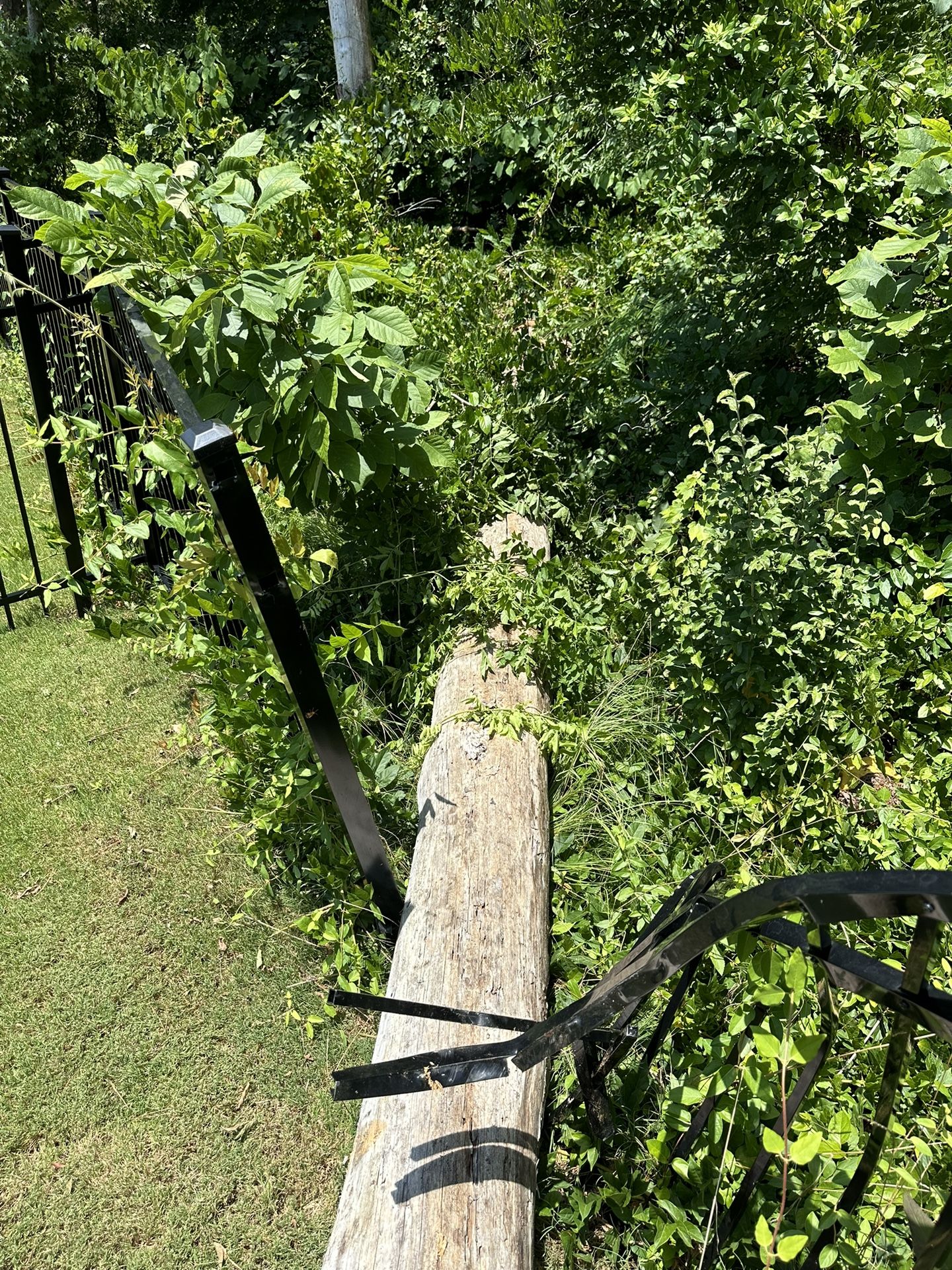 Tree Work
