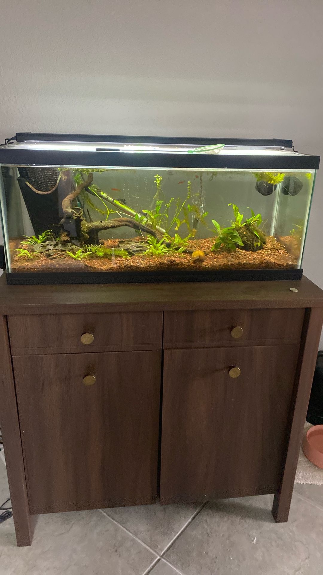 20G Wide Aqueon Planted Tank [Stand not included]