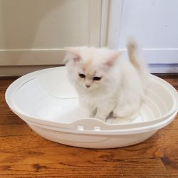 Cat Litter Box