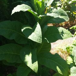 Fresh Organic Tobacco Plant / Leaves / Seeds