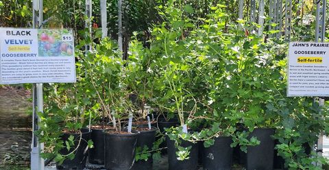 GOOSEBERRY BUSHES