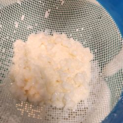 Kefir Grains 