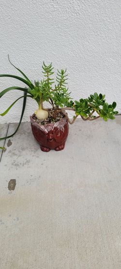 Succulents Plants: