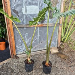 Alocasia Plant 10" Pot 5ft Tall$15 Each