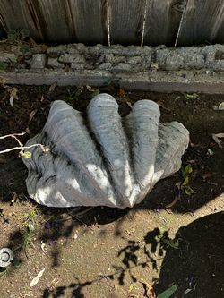 Decorative large clam shell