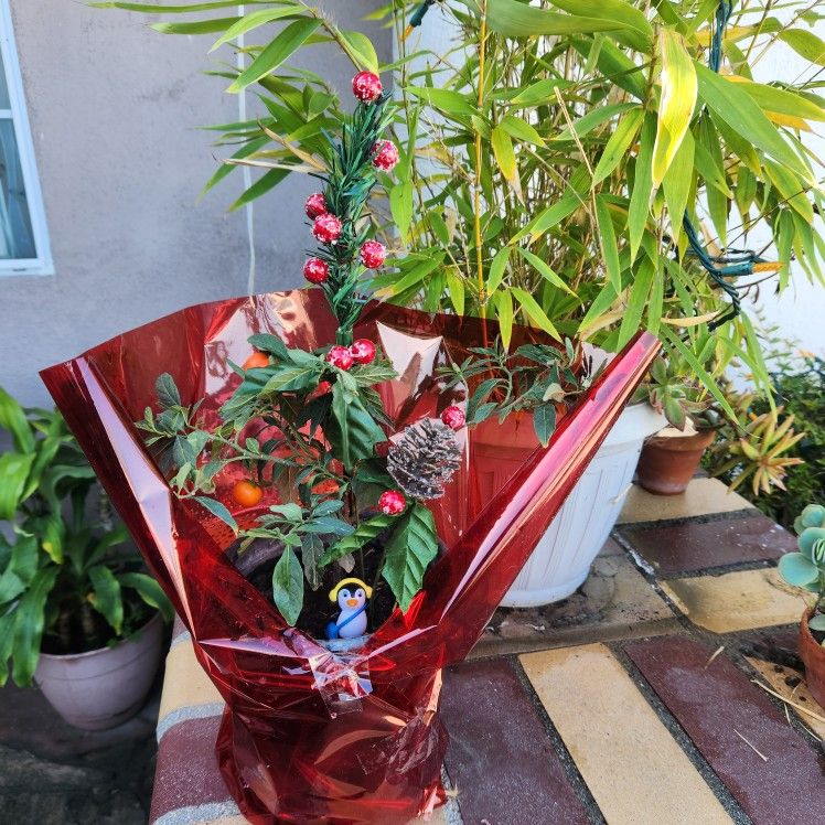 Beautiful Winter Jerusalem Cherry Bonsai Tree π