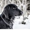 Greyson