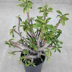 5 Gallon Crowns Of Thorns