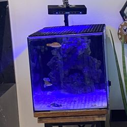 Salt Water Fish Tank 
