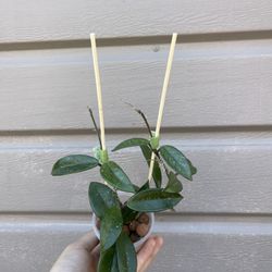 4” hoya wilbur graves 