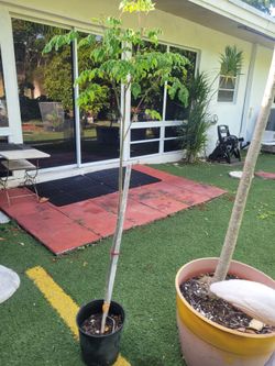 $5 planta de morringa