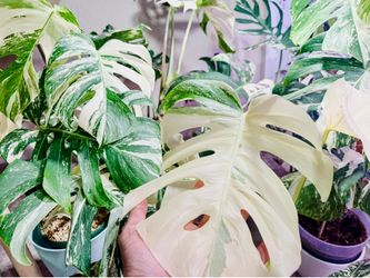 Monstera Albo Variegata — Rooted Plant