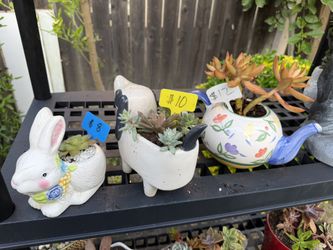 Many Beautifully Potted Succulents
