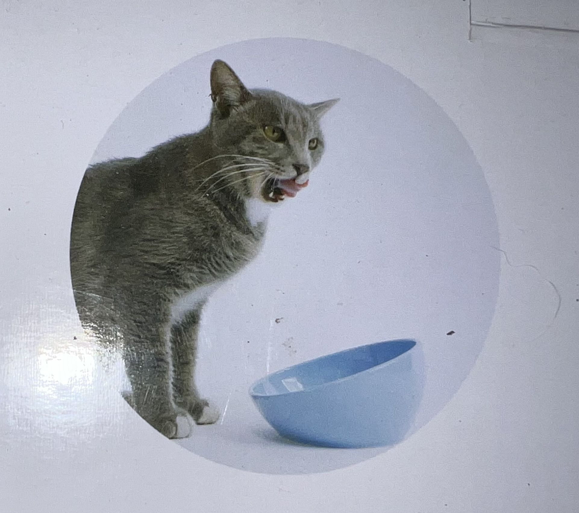 New. Ceramic Pet Dish w/non slip mat