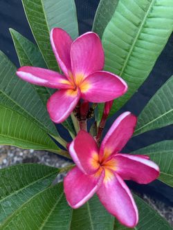 Rare JJ Vienna Rose Plumeria 