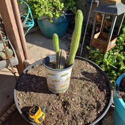 1ft Tall Golden Torch Cactus 