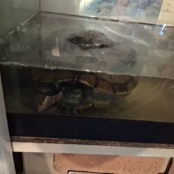 Fish.\nTank and turtle