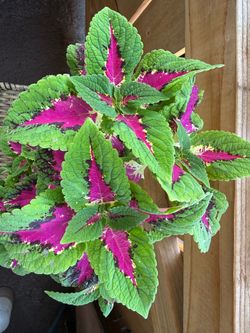 Wizard rose coleus plant (#3)