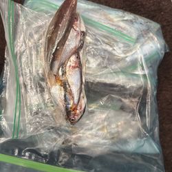 Fish Bait