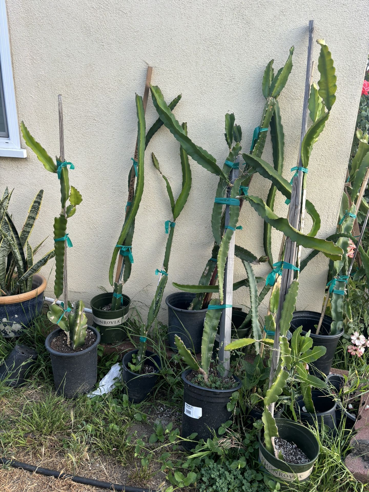 Dragon Fruit