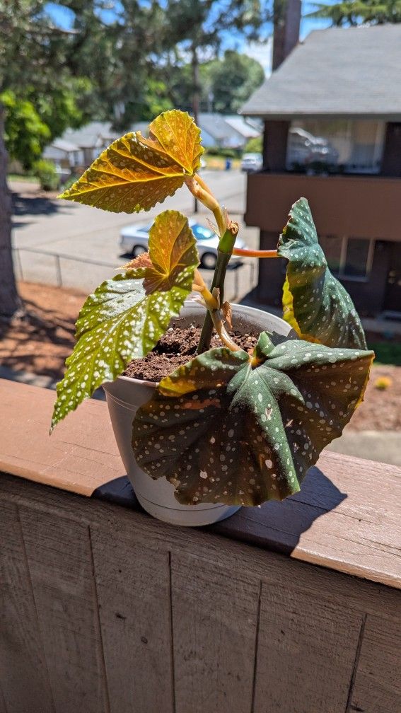 Begonia