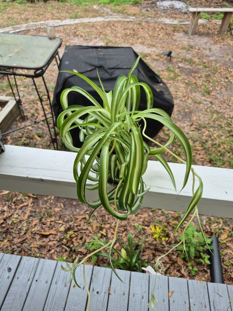 Green Bonnie Spider Plant