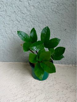 Zz plant
