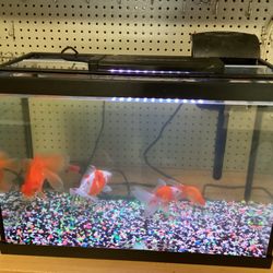 FISH TANK 20 GALLONS 