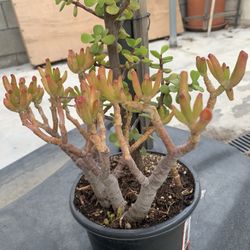 Plants 🪴 