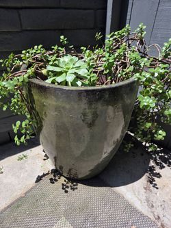 Garden pots with plants